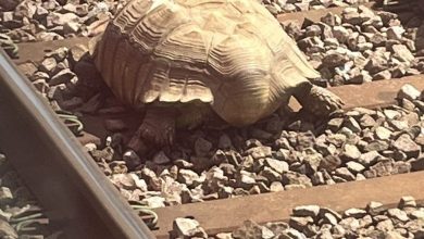 Photo of Cum o țestoasă uriașă a blocat traficul feroviar timp de câteva ore în estul Angliei