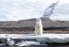 Photo of Arctica s-a încălzit de aproape patru ori mai rapid comparativ cu restul lumii în ultimii 40 de ani. Ce riscuri sunt pentru omenire