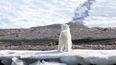 Photo of Arctica s-a încălzit de aproape patru ori mai rapid comparativ cu restul lumii în ultimii 40 de ani. Ce riscuri sunt pentru omenire