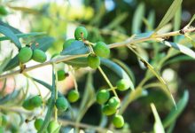 Photo of Producţia de ulei de măsline a celui mai important exportator mondial, redusă mult din cauza caniculei