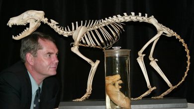 Photo of foto | La aproape 100 de ani de la dispariția speciei, oamenii de știință vor să readucă la viață tigrul tasmanian. Ce presupune planul