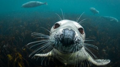 Photo of foto | Imagini rare cu foci cenușii în largul insulelor Farne. Relatările fotografului care a reușit să le surprindă