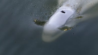 Photo of foto | Francezii depun eforturi pentru a salva beluga rătăcită în Sena: O vor muta într-un bazin cu apă sărată