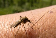 Photo of Două cazuri de infecție cu virusul West Nile, înregistrate în Republica Moldova