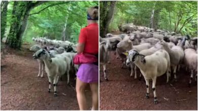 Photo of video | A avut „companie” la alergat! De ce a fost urmărită o femeie din Franța de circa 100 de oi într-o pădure