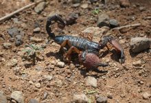 Photo of Un studiu despre ritualurile de împerechere ale scorpionilor constipați a câștigat premiul Ig Nobel