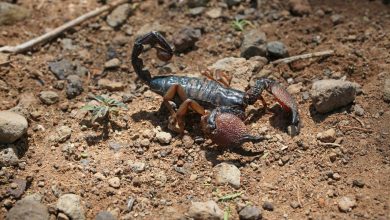 Photo of Un studiu despre ritualurile de împerechere ale scorpionilor constipați a câștigat premiul Ig Nobel