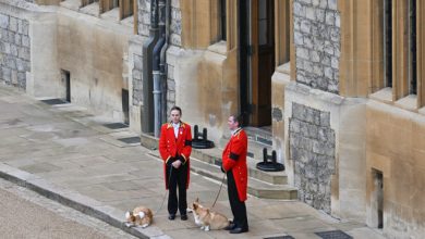 Photo of foto | Corgii reginei Elisabeta a II-a au așteptat-o la Castelul Windsor, pentru ultima dată