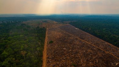 Photo of Defrişările în pădurea amazoniană din Brazilia, în creștere cu peste 80% în august, comparativ cu anul trecut