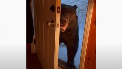 Photo of video | Cum arată cel mai politicos urs? Deschide și închide ușa atunci când e rugat