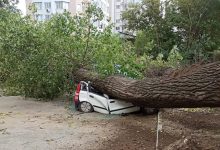 Photo of foto | Chișinău: Doi plopi au căzut peste mașinile din curtea unui bloc