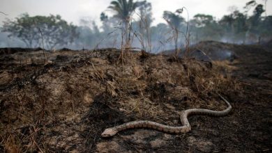 Photo of Liderii populaţiilor indigene trag semnal de alarmă: 26% din Amazonia este contaminată şi distrusă ireversibil