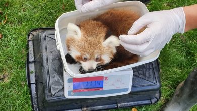 Photo of foto, video | Doi pui de panda roșu s-au născut la o grădină zoologică din Europa. Starea lor de sănătate