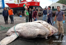 Photo of foto video | Creatura găsită pe o plajă din Europa. Are trei tone și a doborât un record
