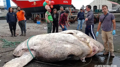 Photo of foto video | Creatura găsită pe o plajă din Europa. Are trei tone și a doborât un record