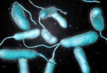 Photo of Bacteria care consumă carne umană: Poate ucide o persoană în maxim două zile