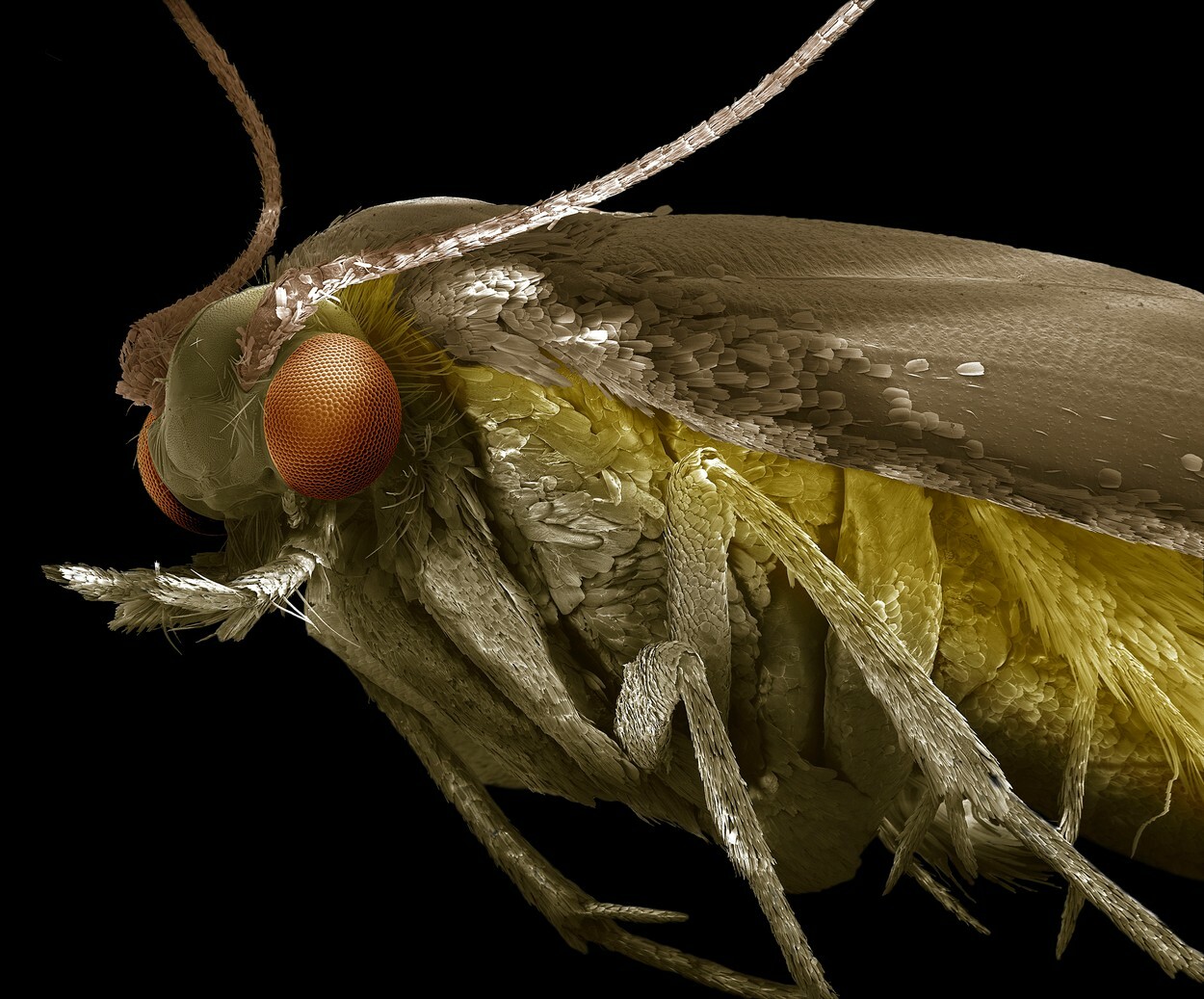 Цвет моли. Платяная моль (Tineola bisselliella). Моль платяная насекомое. Платяная моль Имаго. Платяная моль (Tineola bisselliella) личинки Коконы.