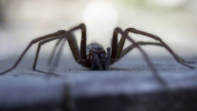 Photo of foto | Cele mai înfricoșătoare insecte pe care le avem în casă. Cum arată și unde se găsesc