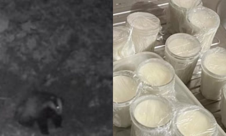 Photo of video | Bărbat cercetat penal, după ce ar fi vânat o specie din Cartea Roșie Internațională. Îi vindea grăsimea cu 1000 de lei per borcan