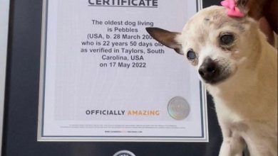 Photo of A murit Pebbles, cel mai bătrân câine din lume