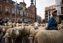 Photo of foto | Mii de oi au blocat centrul Madridului. Traficul rutier a fost sistat pentru câteva ore