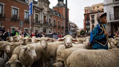 Photo of foto | Mii de oi au blocat centrul Madridului. Traficul rutier a fost sistat pentru câteva ore