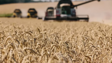 Photo of Investigația care arată că Rusia a furat cereale ucrainene ca să finanțeze războiul. Suma depășește 500 de milioane de dolari