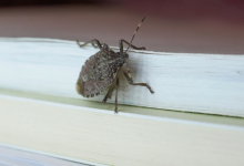 Photo of Cum scapi de gândacii urât mirositori care îți invadează locuința în această perioadă