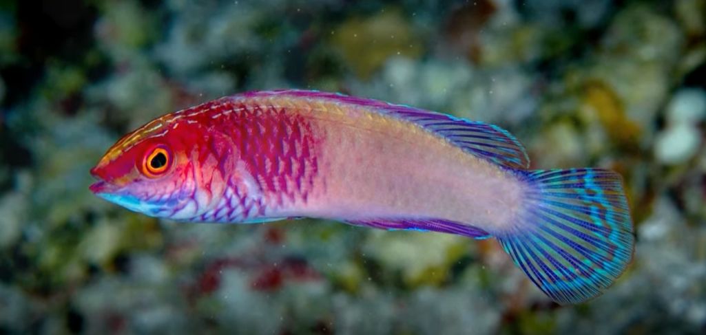 Photo of Descoperire uimitoare în Maldive: Peștele curcubeu care se naște femelă și devine mascul la maturitate