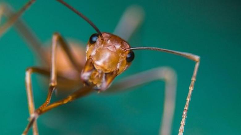 Photo of „Furnica electrică”, insecta care poate anihila alte specii şi provoca orbire la animale, depistată în premieră în Franţa