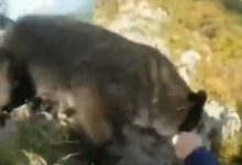 Photo of video | Cum a reușit un alpinist să se lupte cu mâinile goale cu un urs pe o stâncă? Momentul atacului
