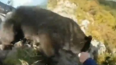 Photo of video | Cum a reușit un alpinist să se lupte cu mâinile goale cu un urs pe o stâncă? Momentul atacului
