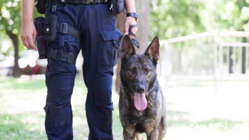 Photo of Scandal în Germania, după ce un bărbat ar fi mușcat un câine polițist și l-ar fi lovit pe ofițerul care-l însoțea