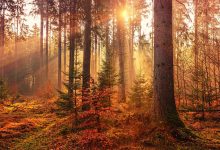 Photo of meteo | Cât de blândă va fi toamna în săptămâna ce urmează? Prognoza meteo pentru următoarele zile