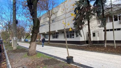 Photo of Primăria va monitoriza arborii sădiți din acest an cu ajutorul cipurilor