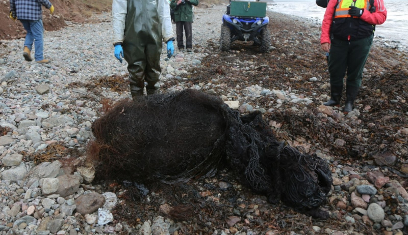 Photo of Cașalot găsit mort, cu 150 kg de unelte de pescuit în stomac. Din cauza lor nu s-a putut hrăni și a murit în chinuri de foame