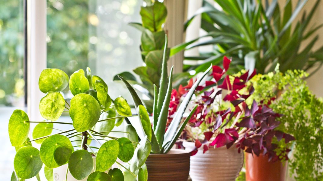 Photo of Cinci plante de apartament care te pot ajuta să eviți răceala și gripa în această iarnă