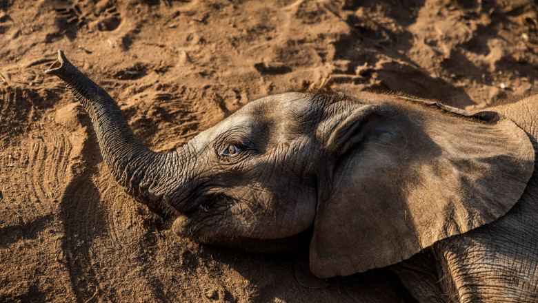 Photo of Peste 200 de elefanţi au murit în ultimele luni în Kenya, unde este cea mai puternică secetă din ultimele patru decenii