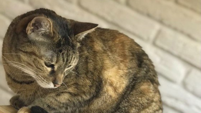 Photo of Sticle cu apă caldă sau îmbrăţişarea pisicilor. Ce metode alternative folosesc ucrainenii pentru a se încălzi