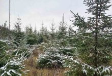 Photo of foto | „Moldsilva” dă start livrării pomilor de Crăciun. Care este prețul unui brad