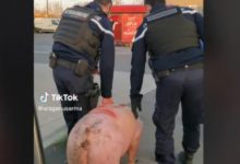 Photo of video | Polițiștii francezi au confiscat porcul unor români, chiar înainte să fie tăiat