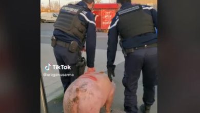 Photo of video | Polițiștii francezi au confiscat porcul unor români, chiar înainte să fie tăiat