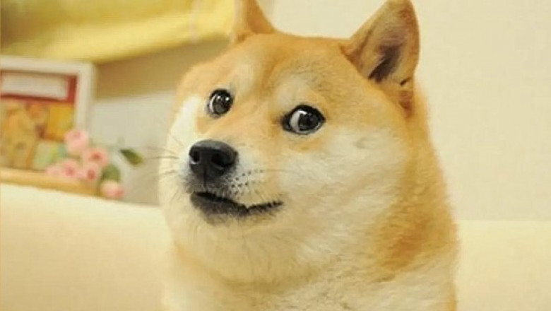 Photo of Câinele care a inspirat celebrul meme „Doge” este grav bolnav