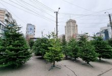 Photo of În Chișinău a început comercializarea brazilor: De unde îți poți alege pomul de Crăciun