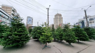 Photo of În Chișinău a început comercializarea brazilor: De unde îți poți alege pomul de Crăciun