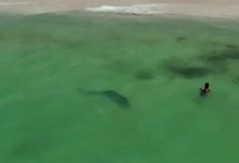 Photo of video | Clipe de panică pe plajă: Un rechin-tigru a fost observat la doar câțiva metri de țărm