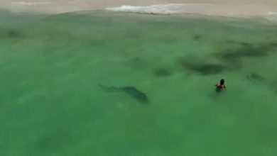 Photo of video | Clipe de panică pe plajă: Un rechin-tigru a fost observat la doar câțiva metri de țărm