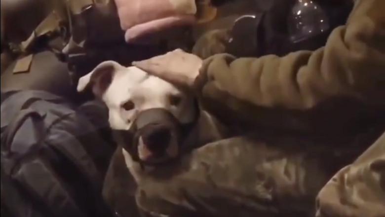 Photo of Câinele de la Azovstal s-a întors în Ucraina, într-un schimb de prizonieri. Adik îi fusese dus trofeu de război lui Ramzan Kadîrov