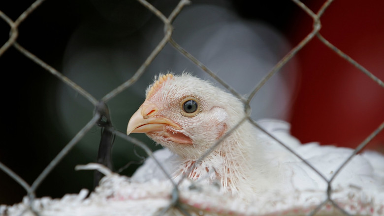Photo of Cehia: Sute de mii de găini vor fi eutanasiate, după ce a fost detectat cel mai mare focar de gripă aviară de până acum