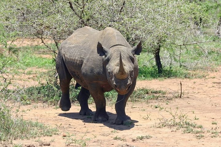 Photo of Exemplare rare de rinocer dintr-o rezervaţie din India au reuşit să evite braconierii pentru prima dată după 1977